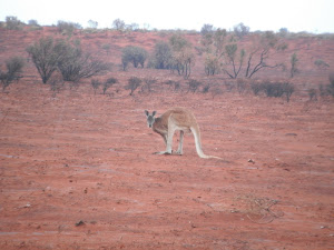 Big Red male kangaroo in a burnt swaile
