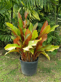 Container of canna lilies at Orchid World Barbados by garden muses-not another Toronto gardening blog