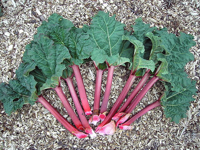 WHAT IS RHUBARB POISONING? |The Garden of Eaden
