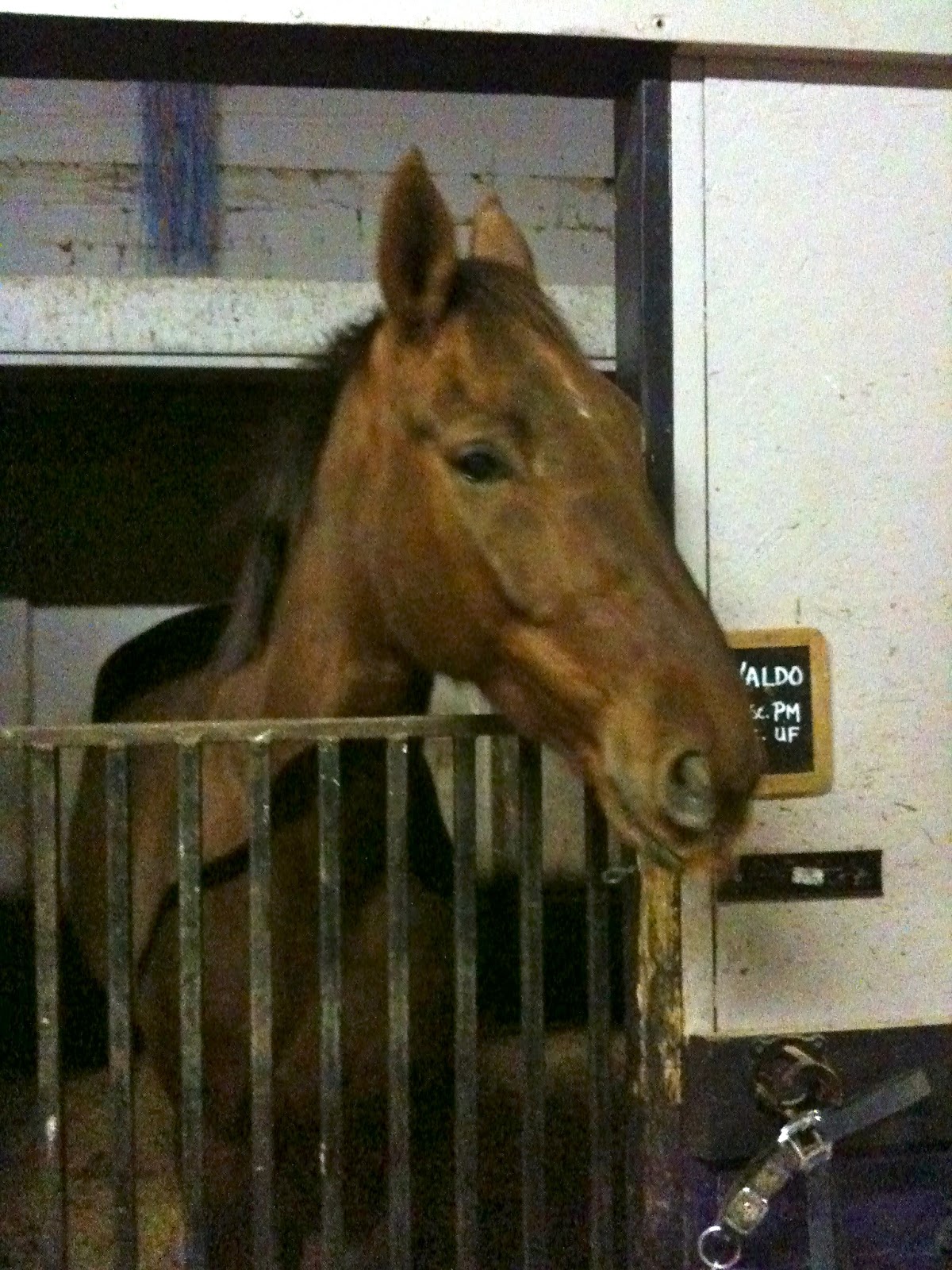 Dogs Run Farm® Horses