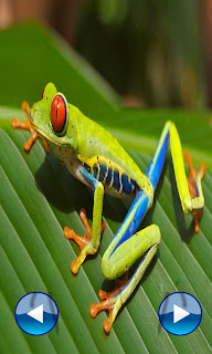 amazing frog ios amazing frog ios