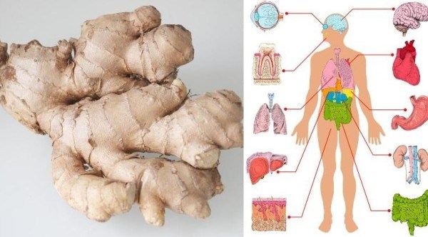 eat-ginger-every-day-amazing-ginger-health-benefits