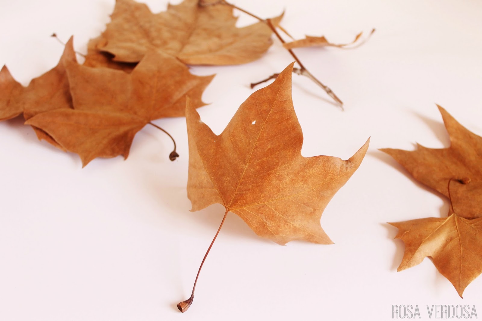 DIY Otoñal >>> Pintar hojas secas rosa verdosa
