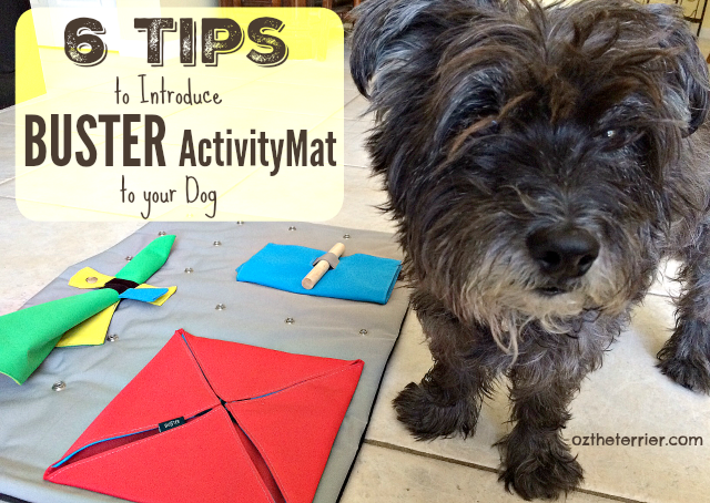 6 tips to introduce your dog to BUSTER ActivityMat & other puzzle toys for dogs