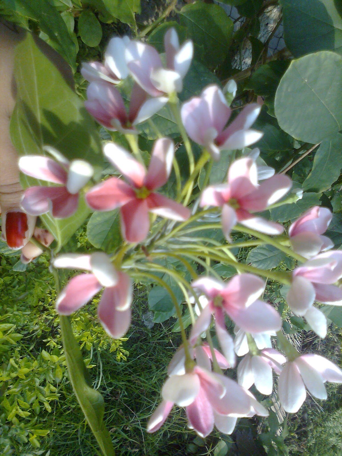 FLORICULTURE LETS SEE SOME PICTURE OF OUR WELL KNOWN FLOWERS