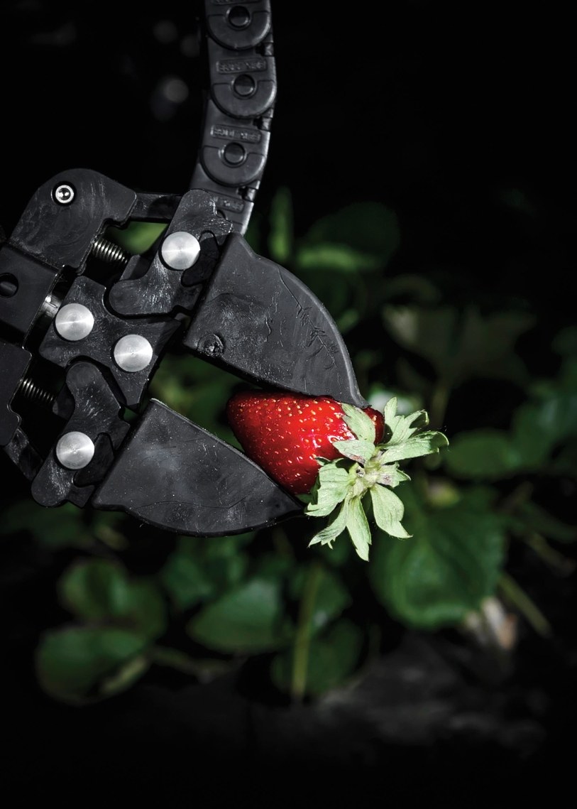 My Balcony Veggie Patch Strawberries And Tomatos