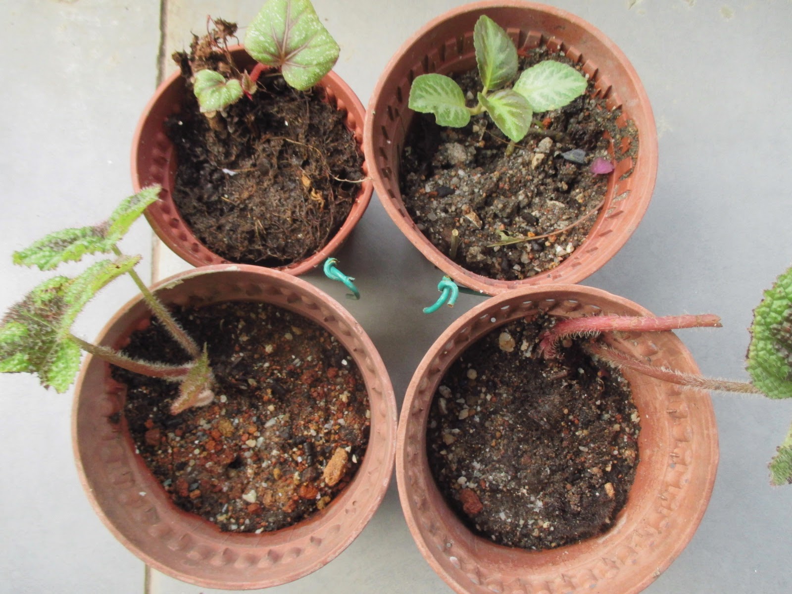 Garden Chronicles of James David: Propagating Rhizome Begonias