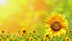 flores pantalla imagenes fondo bonitas fondos hermosas pantallas girasoles colocar preciosas como gratis tape craft using whatsapp wallpapers