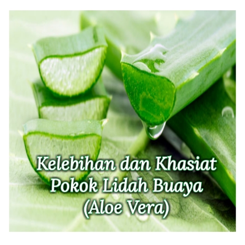 Kelebihan dan Khasiat Pokok Lidah Buaya (Aloe Vera)