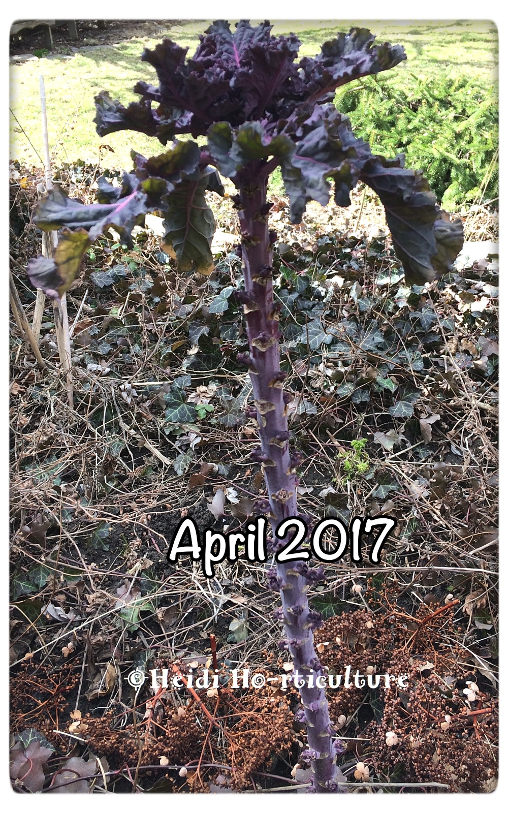 Heidi Horticulture Overwintering Kale