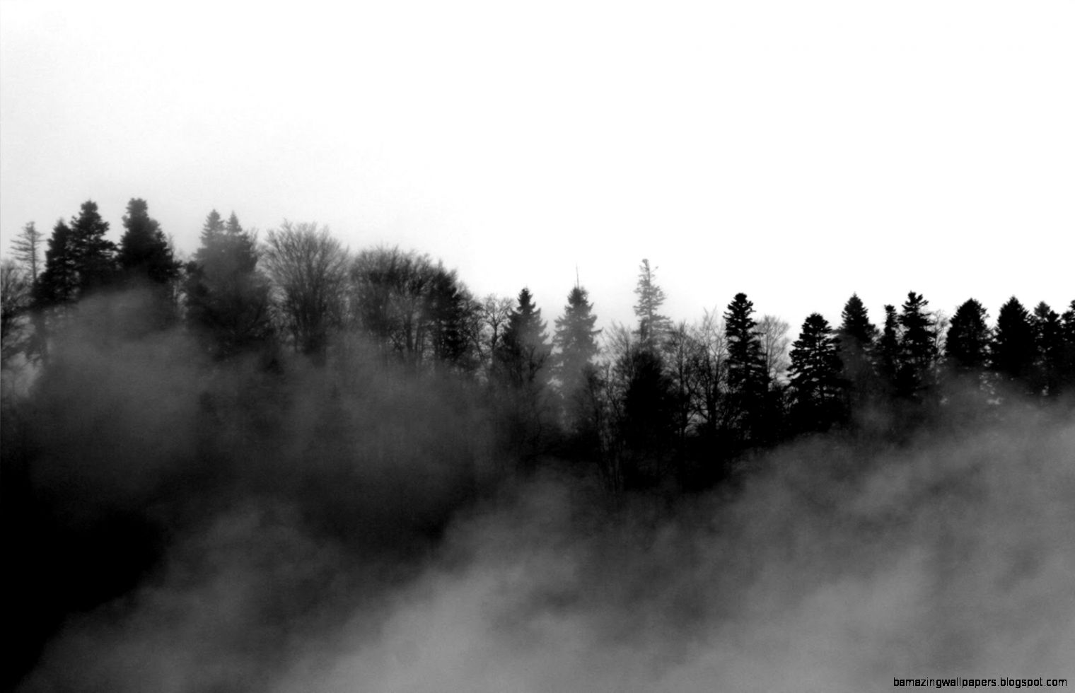 Foggy Forest