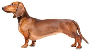 brown Dachshund dog standing position