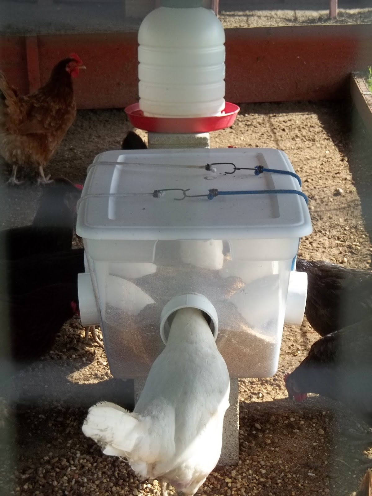 ChickaDoodles or J&D Farm Bulk Chicken Feeder