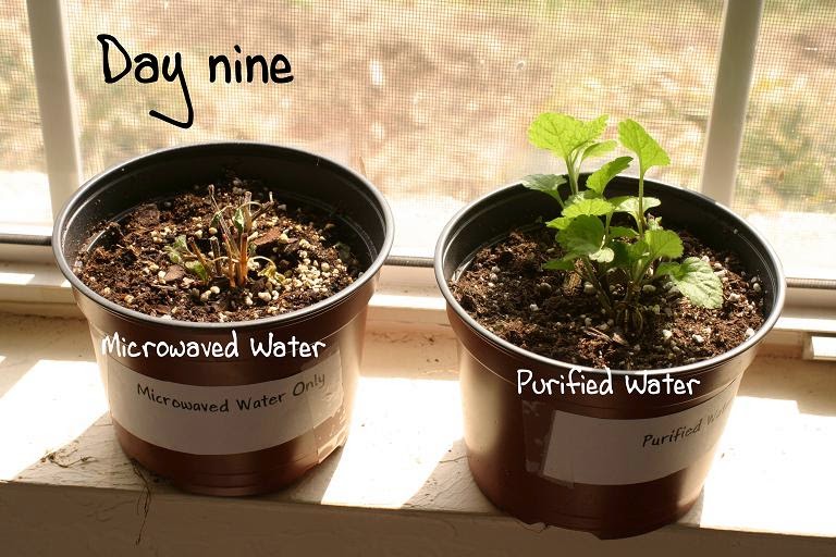 Mythbuster Microwaved water can kill plant? Meh, just a fiction!