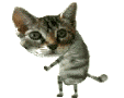 DP BBM Lucu Gaul DP BBM Lucu Gaul
