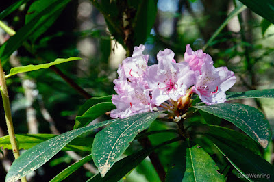 Pacific Rhododendrons on the North Fork Trail