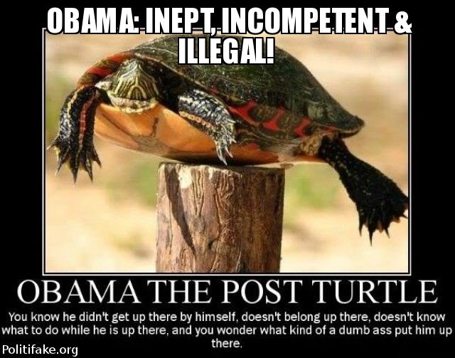 TRUMP LAND Obama is like the Post Turtle, now that he is on top he