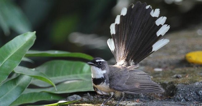 4 Cara Tepat Merawat Burung Sikatan Jawa Agar Selalu Gacor Setiap Hari Kicau Mania