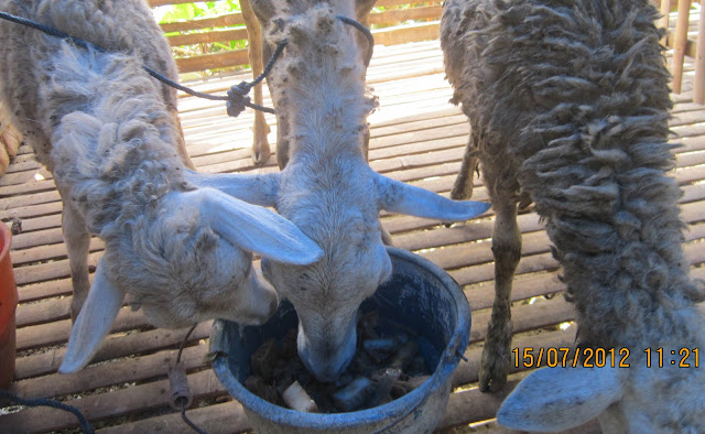PISBON Computer @rtWork: Cara membuat pakan kambing fermentasi