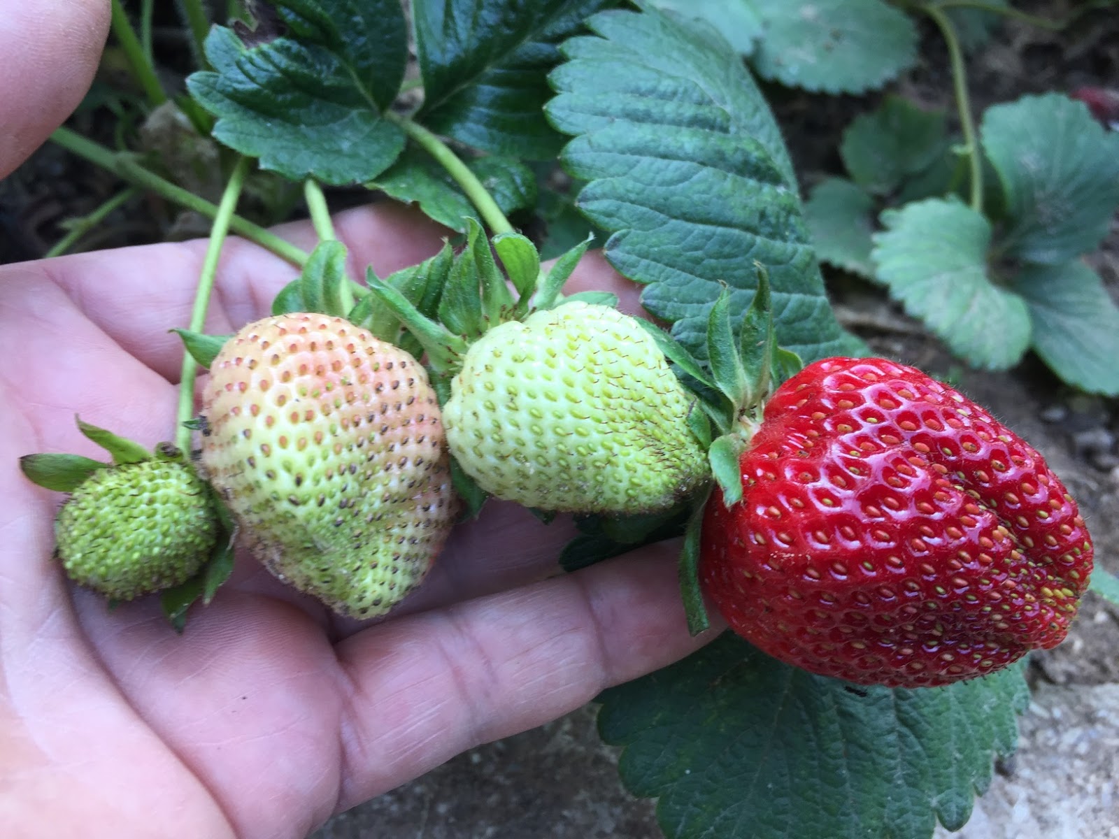 How To Grow Strawberries