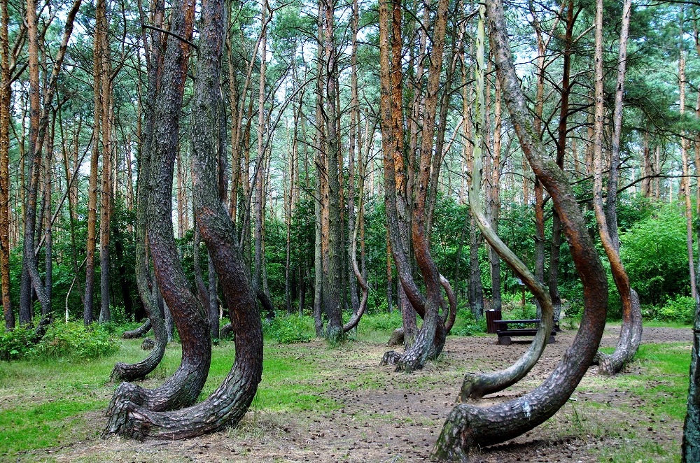 The Crooked Forest, Poland - Contains Approximately 400 Pine Trees With Bent Trunks
