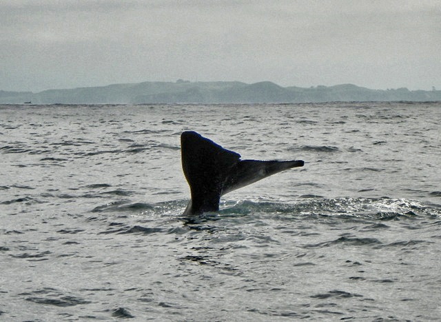 Sperm Whale en Kaikoura