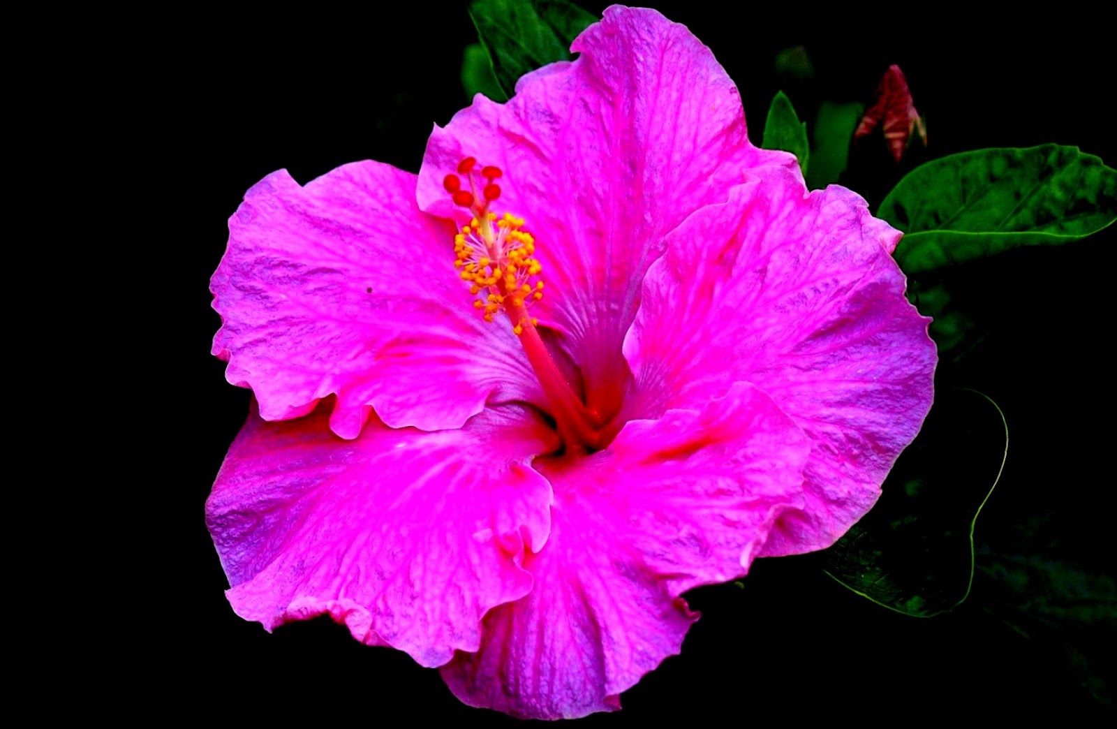 Hibiscus Macro Hd Wallpapers Mega Wallpapers