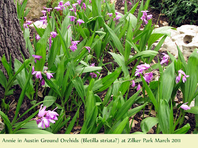 Annieinaustin, Ground ORchids at Zilker Park