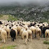  O Νίκος Μωραϊτης , Βουλευτής Κ.Κ.Ε.για τα μέτρα προστασίας για τους δοκιμαζόμενους κτηνοτρόφους
