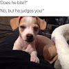 Does Your Dog Bite Meme