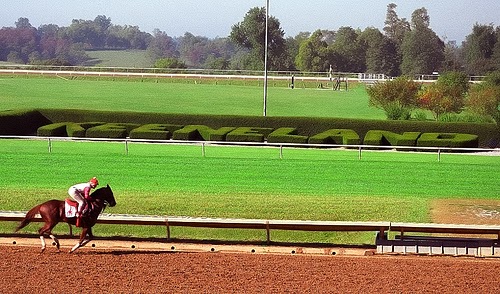 Horses Run Less Without Shoes Horses Run Less Without Shoes