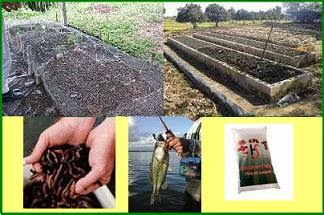 COMO INICIAR SU NEGOCIO DE LOMBRICULTURA COMO INICIAR SU NEGOCIO DE LOMBRICULTURA