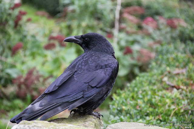 Corvo em Paris-http://fotosefactos.blogspot.com