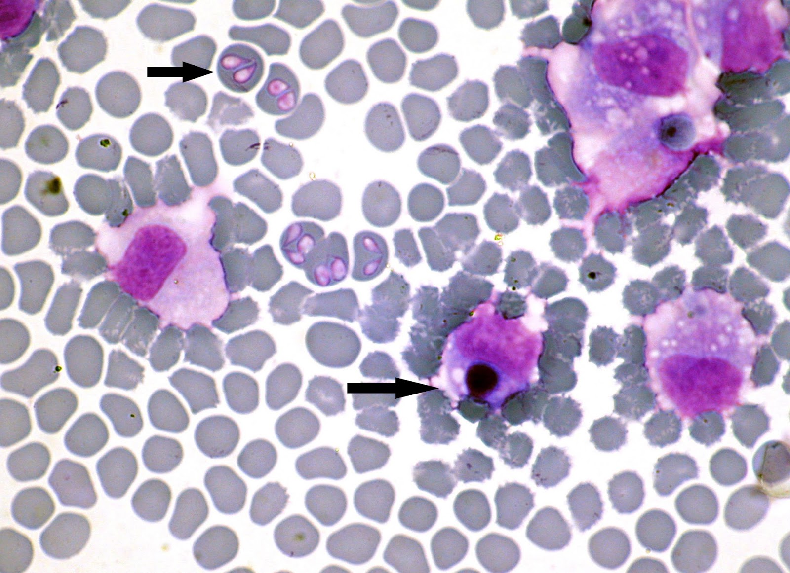 Everything You Need to Know About Ehrlichiosis We Care for Dogs