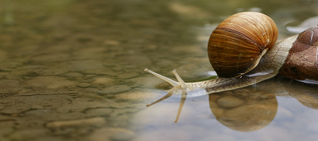 Caracol de agua