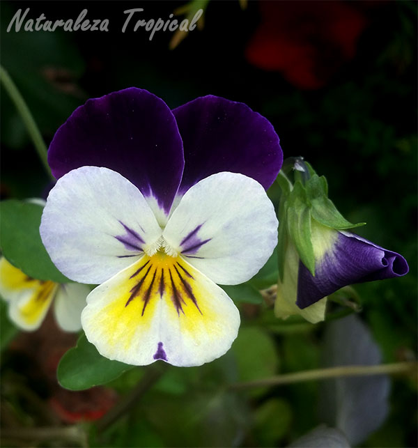 Flor del Pensamiento salvaje (Viola tricolor), planta que dio origen a los famosos Pensamientos