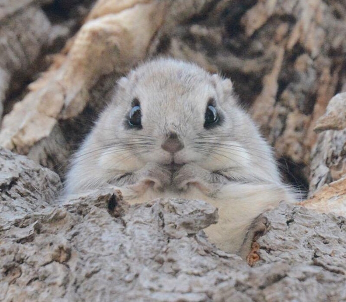 White Wolf : Siberian Flying Squirrels Are Probably One Of The Cutest ...
