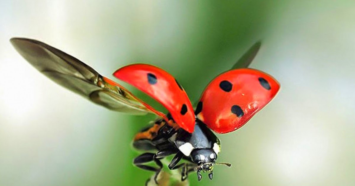 Bloganimal: Entrada del mes 6: La mariquita