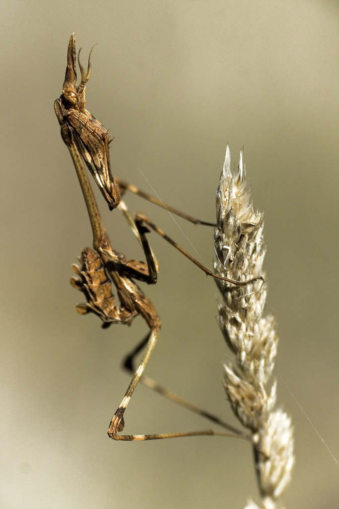 Invertebrados de Huesca: Empusa pennata (insecto palo, diablillo)