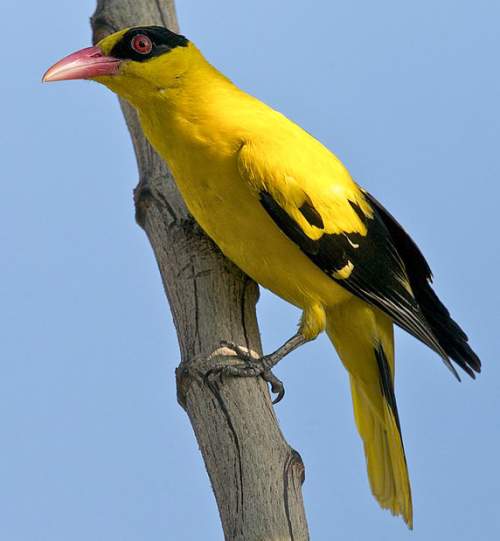 Indian birds - Photo of Black-naped oriole - Oriolus chinensis