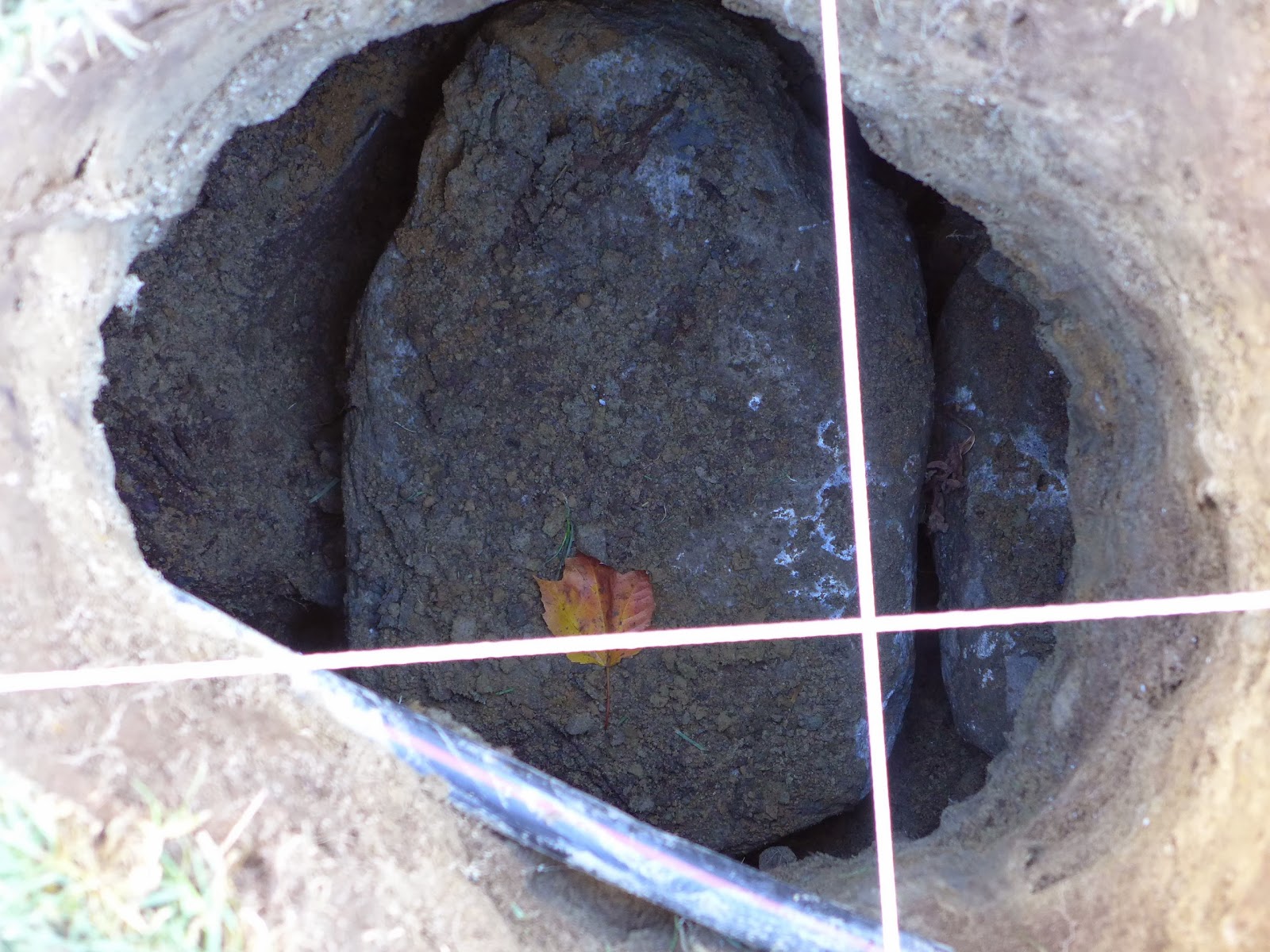 Nails and Sawdust Dogs, Decks and Digit Damage