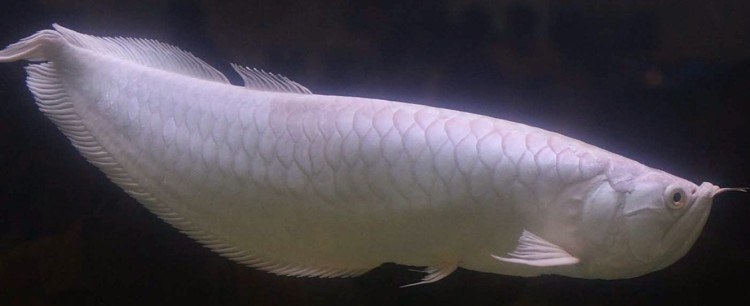 Gambar Ikan Arwana Termahal