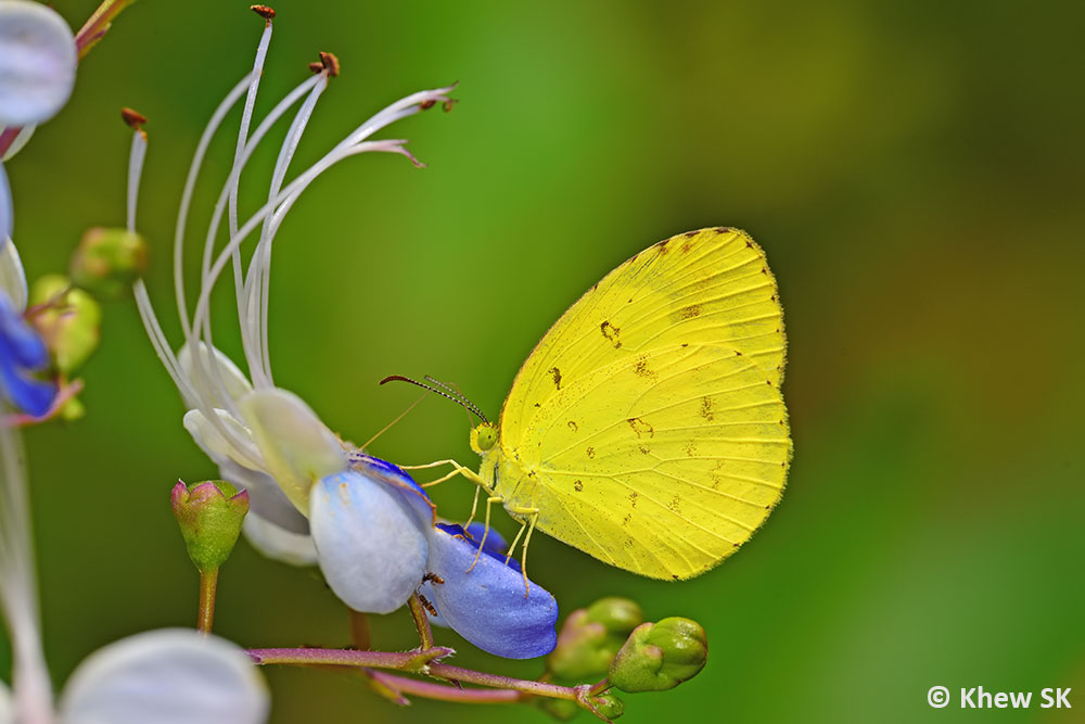 Butterflies Of Singapore Mar 2 2019
