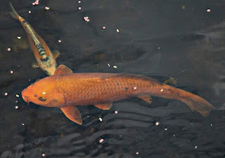 Jenis Ikan Koi Chagoi