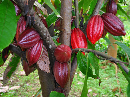 CACAO (Teobroma Cacao), alimento de los Dioses:  Magia, Salud, Fuerza y Fuego.