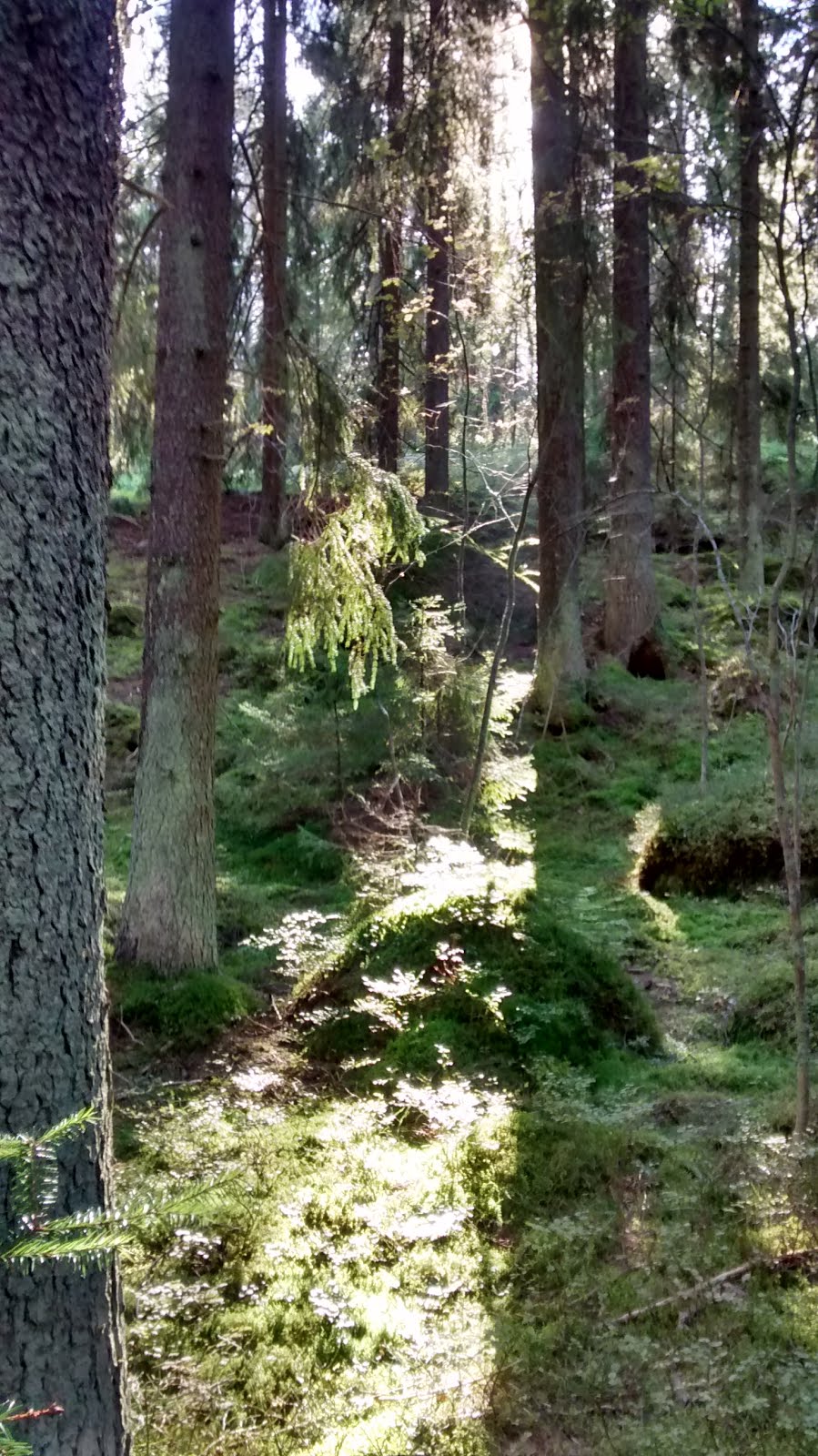 Light shining into the Finnish forest