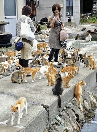 Amazing Travel Destination For Cat Lovers