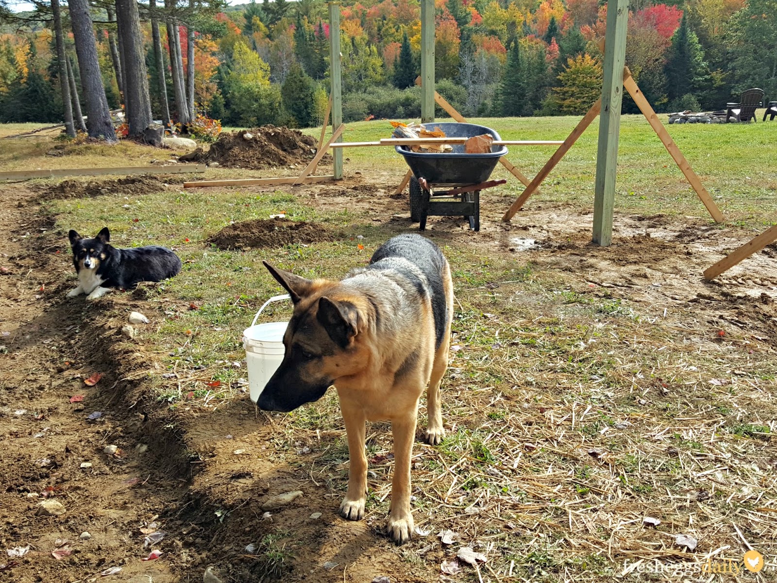 Building a PredatorProof Chicken Run Fresh Eggs Daily® Bloglovin’