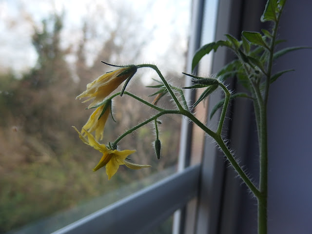 Tomato 'Sugar Plum Raisin' in flower on my bedroom windowsill
