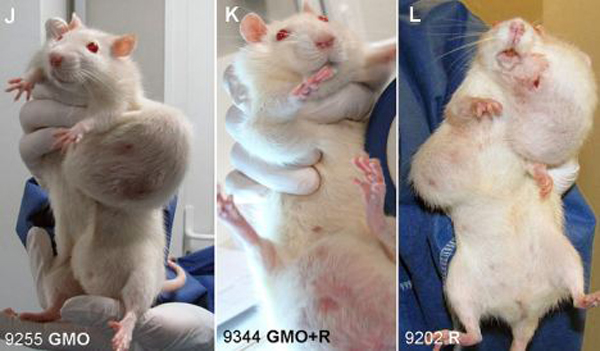 Rat Tumor Monsanto GMO Cancer Study - Monsanto Insiders Dump Stock as the Truth about GMOs Spreads across Wall Street
